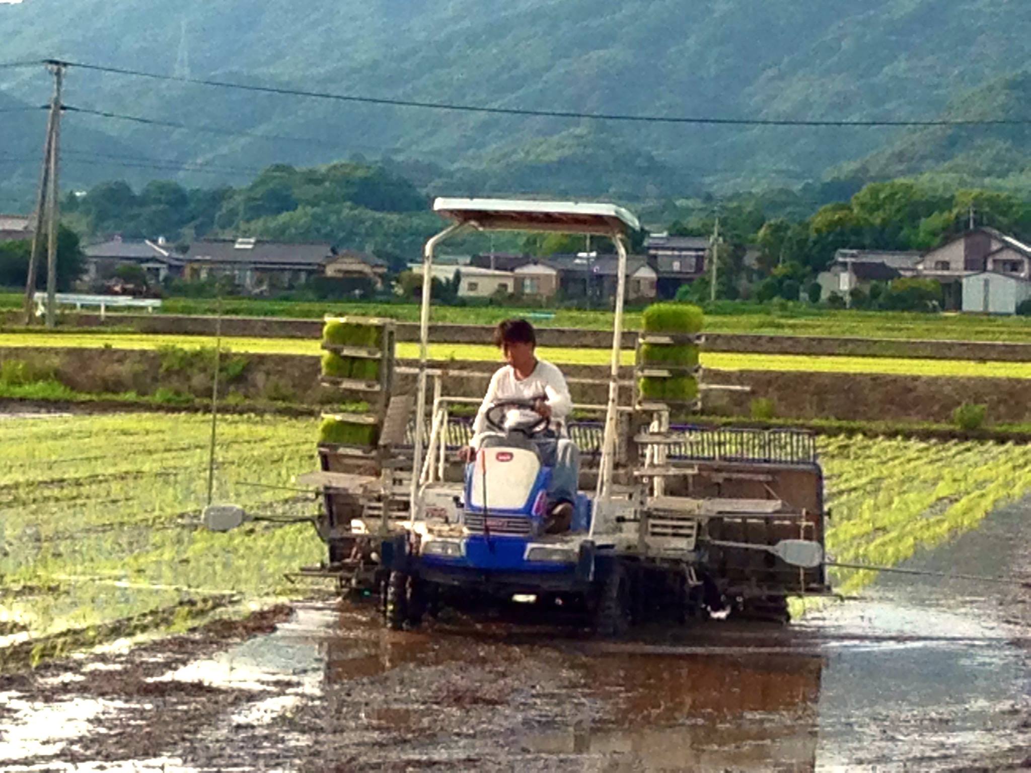 写真挿入②横尾_田植え.jpg
