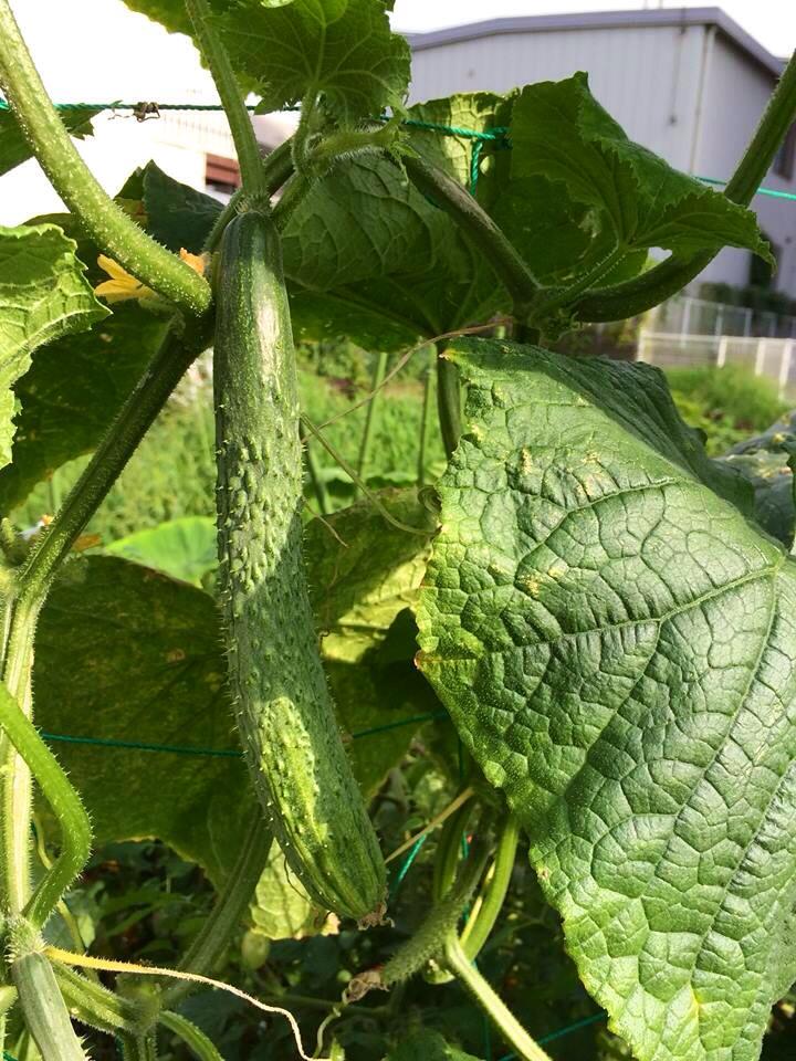 いただきます！福岡のおいしい幸せ　7/24の写真です"