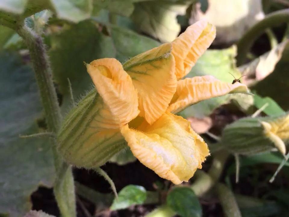 いただきます！福岡のおいしい幸せ　7/27の写真です"