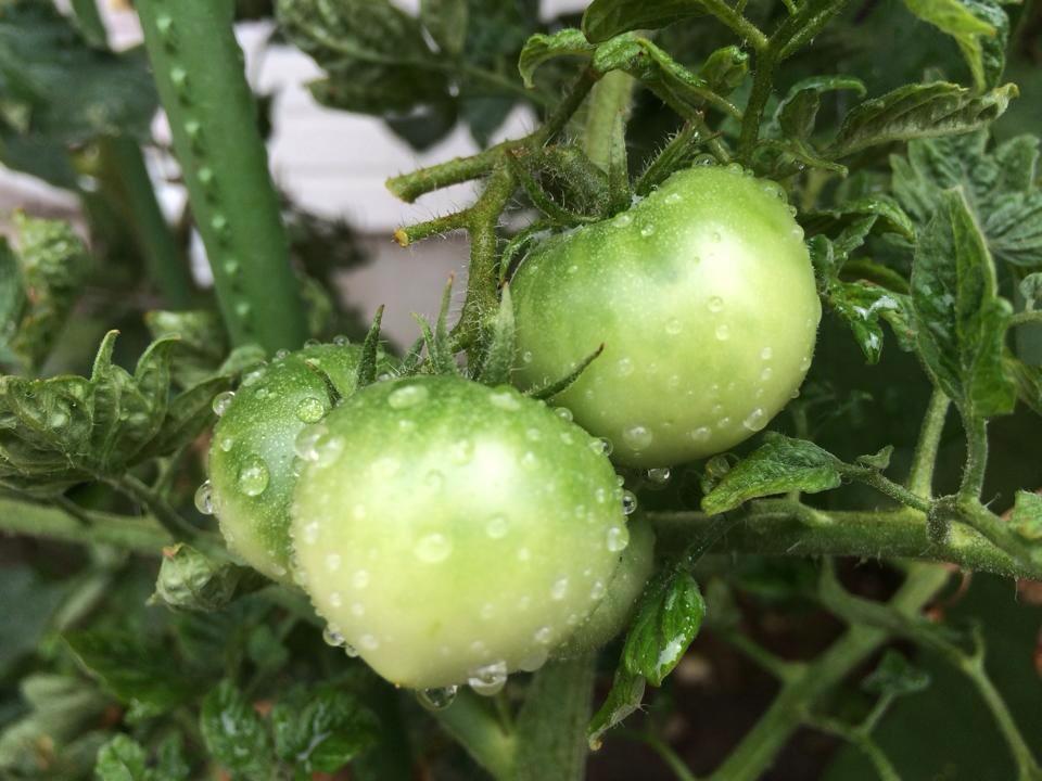 いただきます！福岡のおいしい幸せ　8/23は、イオンモール福津に伺います！の写真です"