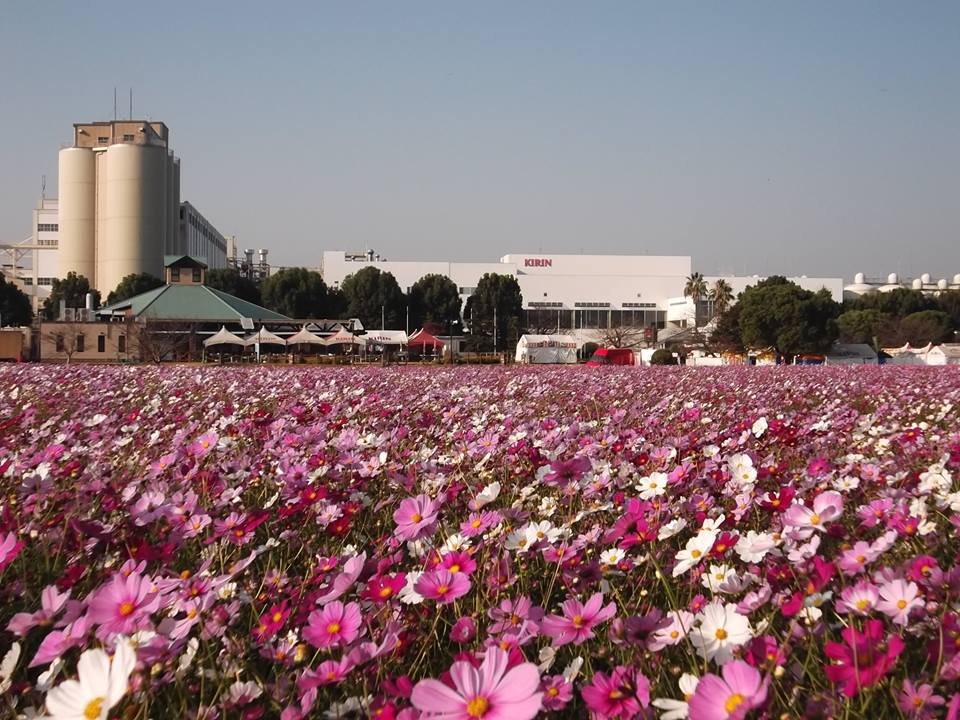 いただきます！福岡のおいしい幸せ　地産地消マルシェのご案内の写真です"